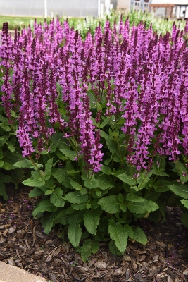 tall purple flowers in the landscape
