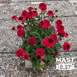 Photo shot Aug. 27 at Mast Young Plants and is in full bloom.