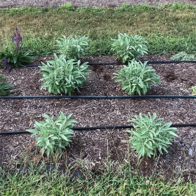 Photo courtesy of Penn State. A trial bed of green salvia