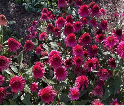 Photo courtesy of UGA, A bright bed of watermelon-colored double coneflower.