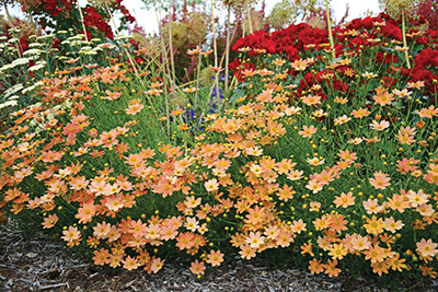 A soft peach landscape bed of Creme Caramel coreopsis.