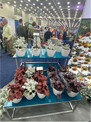 A tiered tradeshow display of Centaurea Silver Swirl and Heuchera.