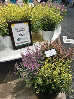 An award in a frame rests against the display of Agastache Summerlong flowers at Cultivate24.