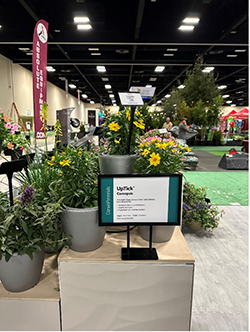 A raised display of Coreopsis UpTick with a teal branded Darwin Perennials sign.