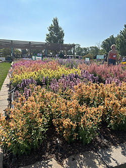 The Agastache Summerlong raised bed in June 2024 at Darwin Perennials Day.
