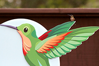Real hummingbird enjoying the flowers