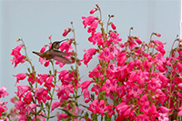 Real hummingbird enjoying the flowers