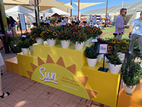 Flowers in the sun container display