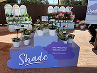Flowers in the shade container display