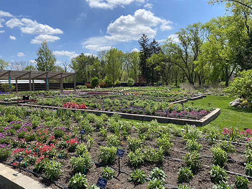 Light white clouds fill a blue sky above the Darwin Perennials trial beds.