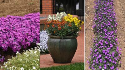 Collage of bright-colored flowers in ground and in containers