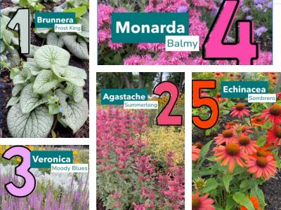 Collage of colorful perennials