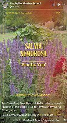 A facebook reel with salvia blue by you featured ina garden setting