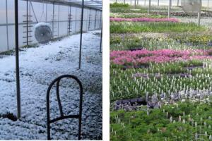 Comparison of plants in a greenhouse during winter and spring