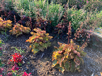 Heuchera Big Top Caramel Apple in the landscape surrounded by other fall flowers.