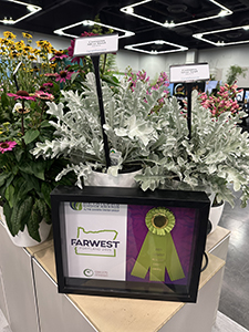 Centaurea Silver Swirl with its Retailers Choice Award at Farwest Show