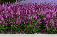 Rose Marvel Salvia in the landscape