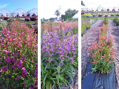 Darwin Perennials Penstemon varieties at this year's plant trials