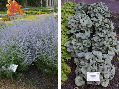 Crazy Blue and Permafrost at this year's plant trials