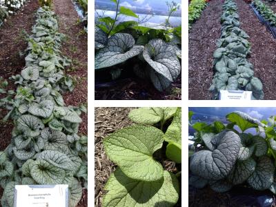 Multiple Brunnera varieties from Darwin Perennials at plant trials