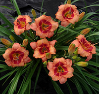 Hemerocallis DayScape Coral Blaze