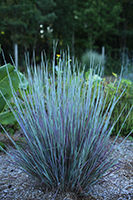 Schizachyrium Free Spirit Mystic Purple