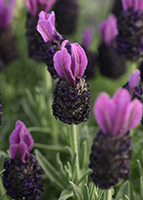 Lavender Lavandula Butterfly Garden Plum Perfect