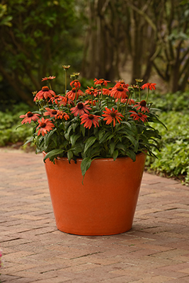 Echinacea Sombrero in an outdoor flower pot.