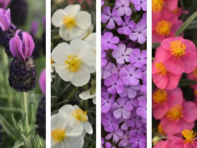 Collage of early spring perennials