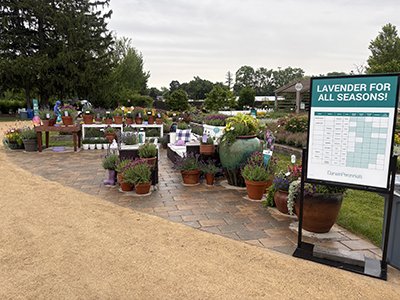 Lavender display at Darwin Perennials Day 2026
