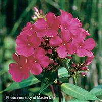 Phlox paniculata Starfire