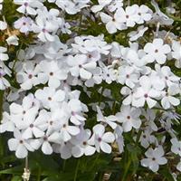 Phlox paniculata Baby Doll