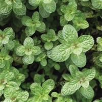 Mentha suaveolens Apple