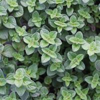 Origanum vulgare Hot and Spicy