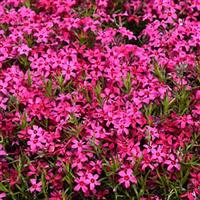 Phlox subulata Red Wings
