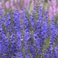Salvia pratensis Fashionista<sup>®</sup>