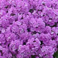 Phlox paniculata Fashionably Early