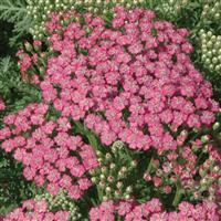 Achillea millefolium Tutti Frutti