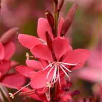 Gaura lindheimeri Whiskers Deep Rose