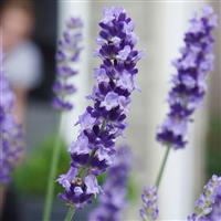 Lavandula angustifolia Big Time Blue
