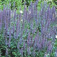 Salvia nemorosa East Friesland
