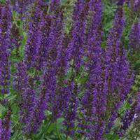 Salvia nemorosa May Night