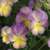 Viola Celestial™