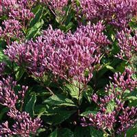 Eupatorium purpureum Euphoria™