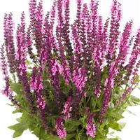 Salvia Sensation® Medium