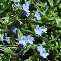 Lithodora diffusa Grace Ward