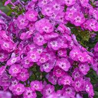 Phlox Garden Girls™ Dream Girl