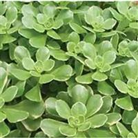 Sedum kamtschaticum Variegatum