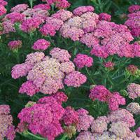 Achillea millefolium Sassy Summer