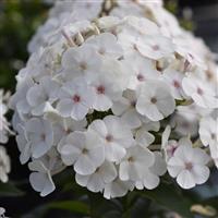 Phlox paniculata Super Ka-Pow™